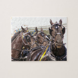 Percheron Draft Horse