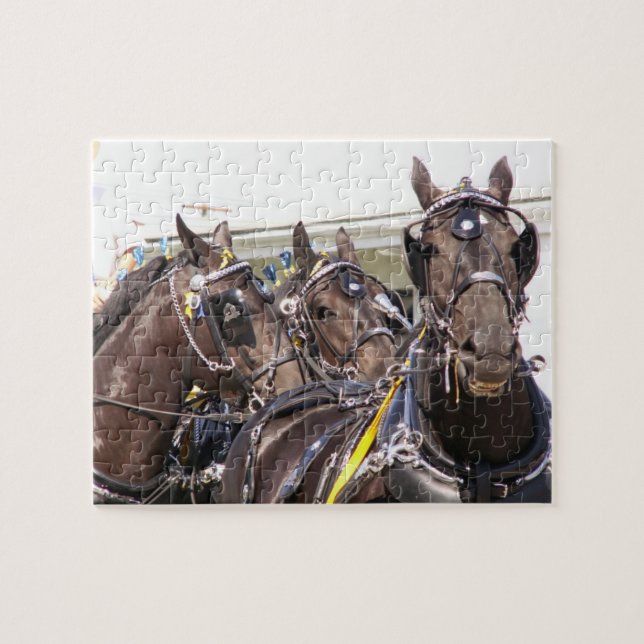 Percheron Draft Horse (Horizontal)