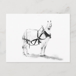 Percheron Draft Horse Equine Art Postcard Postkarte