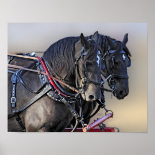 Percheron Entwurfs-Pferdearbeits-Team Poster