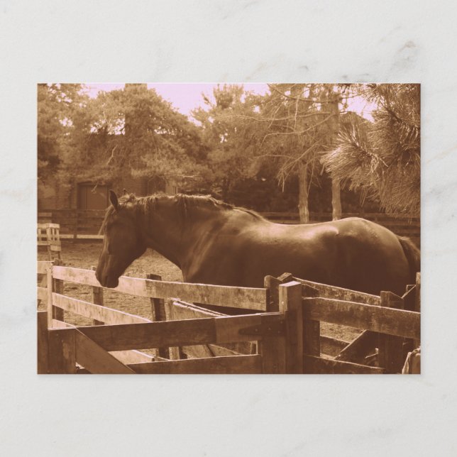 Percheron Postcard Postkarte (Vorderseite)