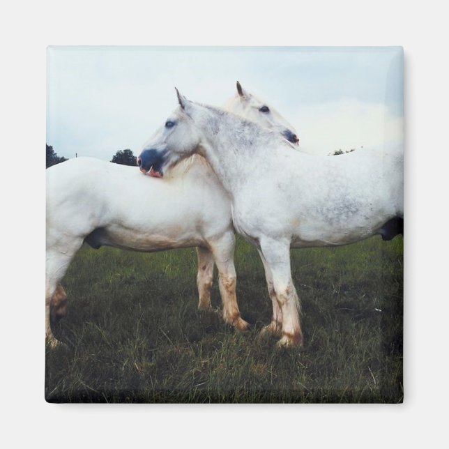 Percheronen wachsen sich gegenseitig magnet (Vorne)