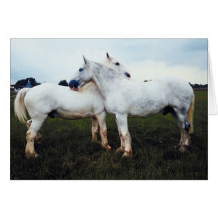 Percherons Se Cultivant L'Un L'Autre