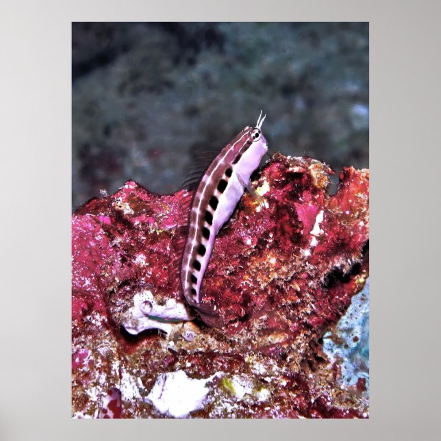 Perching Blenny Poster (Vorne)