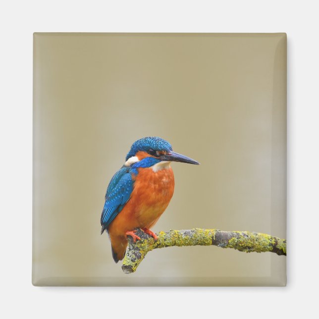 Perching Kingfisher Magnet (Vorne)