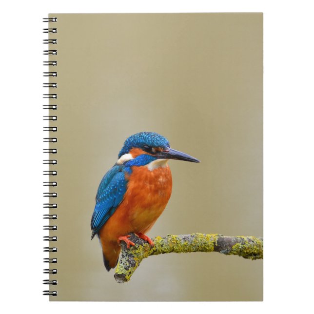 Perching Kingfisher Notizblock (Vorderseite)