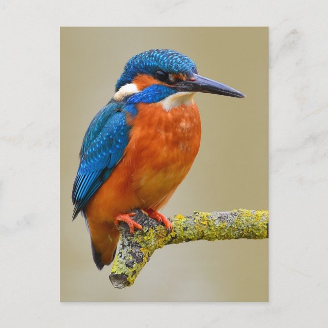 Perching Kingfisher Postkarte (Vorderseite)