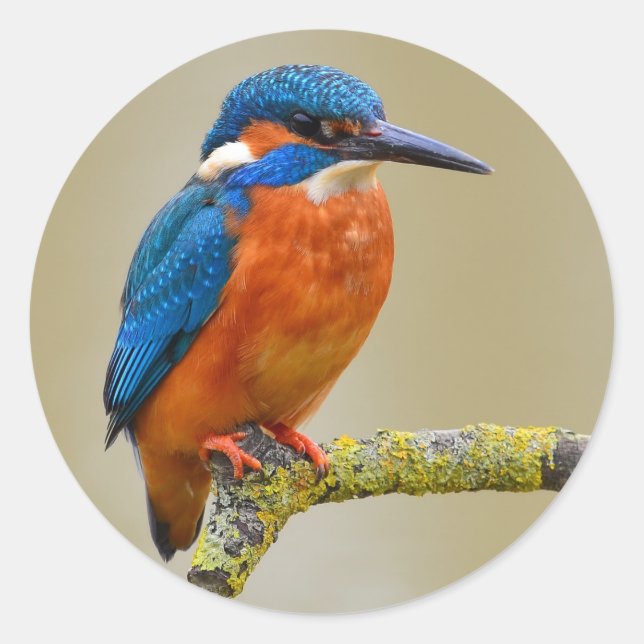 Perching Kingfisher Runder Aufkleber (Vorderseite)