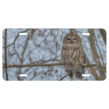 Perded Barred Owl auf einem Zweig