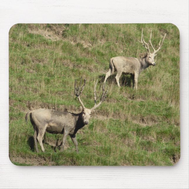 Père David's Reer Mousepad (Vorne)
