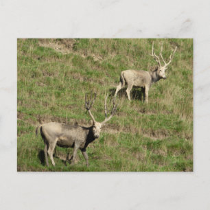 Père David's Reer Postkarte