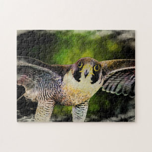 Peregrine Falcon