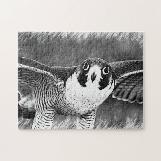Peregrine Falcon (Horizontal)