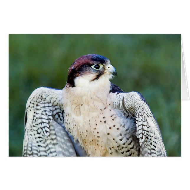 Peregrine Falcon (Vorderseite (Horizontal))
