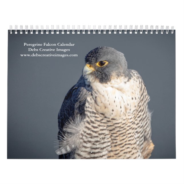 Peregrine Falcon 2026 Kalender (Titelbild)