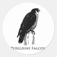 Peregrine Falcon (Abbildung)