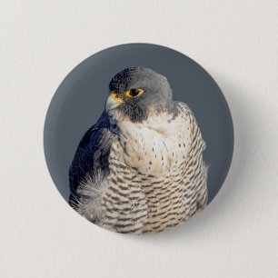 Peregrine Falcon along the Hudson River Button