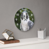 Peregrine Falcon Bird of Prey Foto