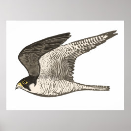 Peregrine Falcon Colored Bleistift zeichnend auf w Poster