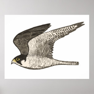 Peregrine Falcon Colored Bleistift zeichnend auf w Poster