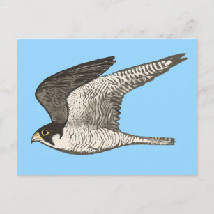 Peregrine Falcon Colored Pencil Illustration Postkarte