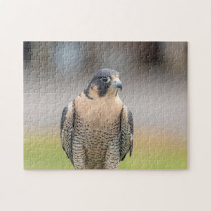 Peregrine Falcon entlang des Hudson River