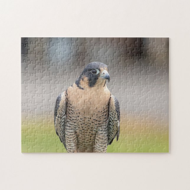 Peregrine Falcon entlang des Hudson River (Horizontal)