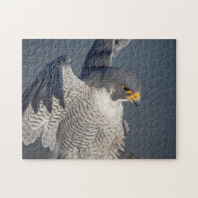Peregrine Falcon entlang des Hudson River (Horizontal)