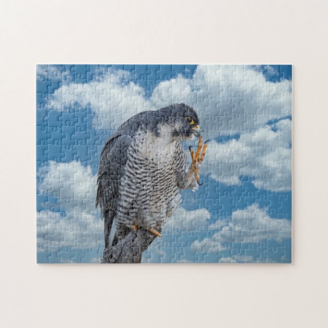 Peregrine Falcon entlang des Hudson River (Horizontal)