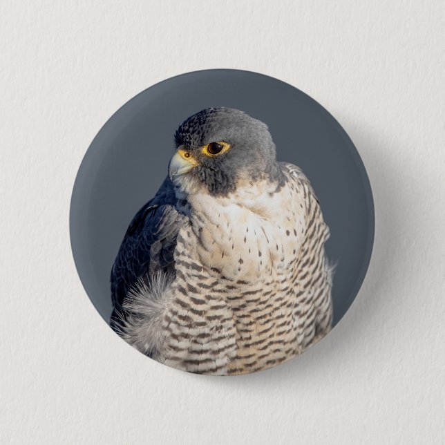 Peregrine Falcon entlang des Hudson River Button (Vorderseite)