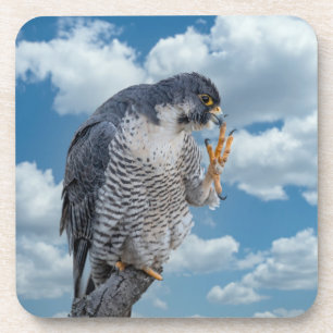 Peregrine Falcon entlang des Hudson River Getränkeuntersetzer