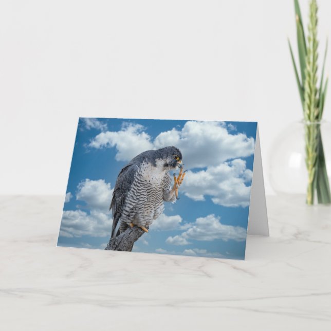 Peregrine Falcon entlang des Hudson River Karte (Vorderseite)