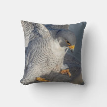 Peregrine Falcon entlang des Hudson River