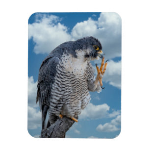 Peregrine Falcon entlang des Hudson River Magnet
