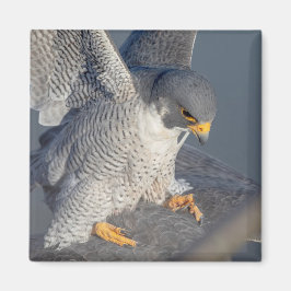 Peregrine Falcon entlang des Hudson River Magnet
