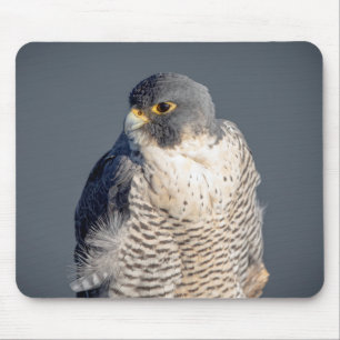 Peregrine Falcon entlang des Hudson River Mousepad