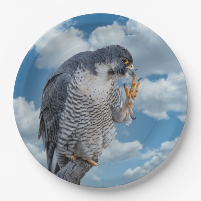 Peregrine Falcon entlang des Hudson River Pappteller (Vorderseite)