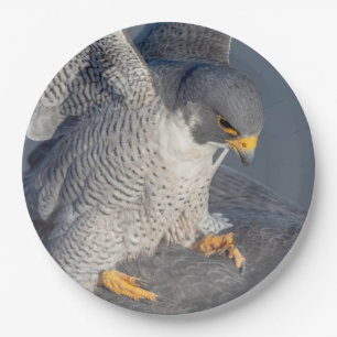 Peregrine Falcon entlang des Hudson River Pappteller