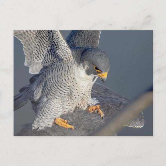 Peregrine Falcon entlang des Hudson River Postkarte (Vorderseite)