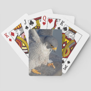 Peregrine Falcon entlang des Hudson River Spielkarten