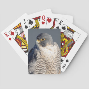 Peregrine Falcon entlang des Hudson River Spielkarten