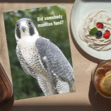 Peregrine Falcon Foto Funny Birthday Card