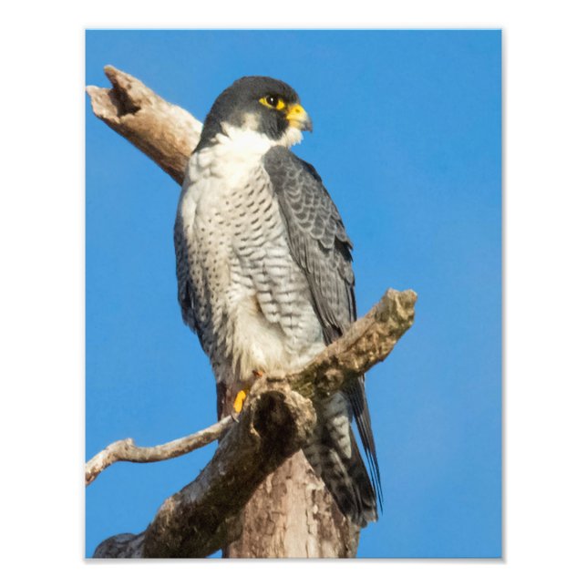 Peregrine Falcon Fotodruck (Vorne)