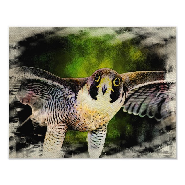 Peregrine Falcon Fotodruck (Vorne)