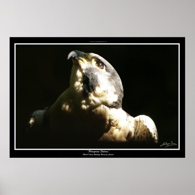 PEREGRINE FALCON I ~ Foto Print oder Poster (Vorne)