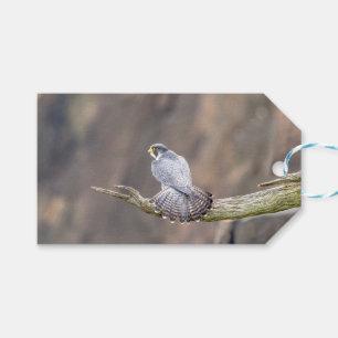 Peregrine Falcon im Palisades Interstate Park Geschenkanhänger