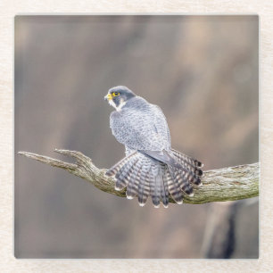 Peregrine Falcon im Palisades Interstate Park Glasuntersetzer