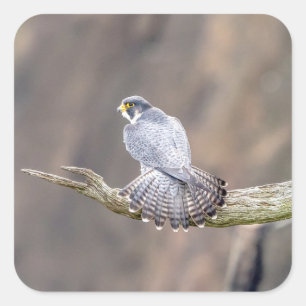 Peregrine Falcon im Palisades Interstate Park Quadratischer Aufkleber