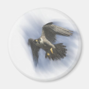 Peregrine Falcon in Flight Magnet