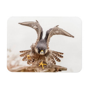 Peregrine Falcon Magnet